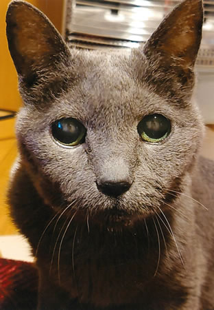 ビビアン　[メス]　２３才