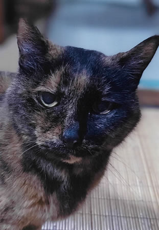 クロ　[メス]　２２才