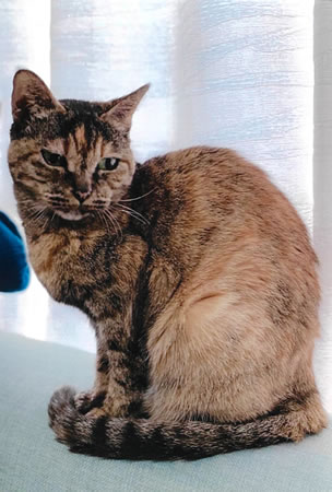 チョコ　[メス]　２２才