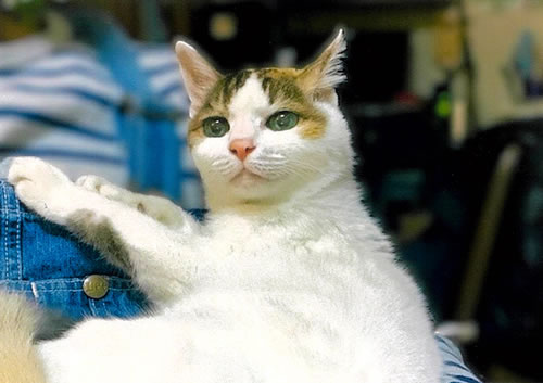 モモ　[メス]　２２才