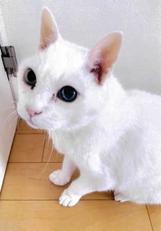 白尾　[オス]　２１才