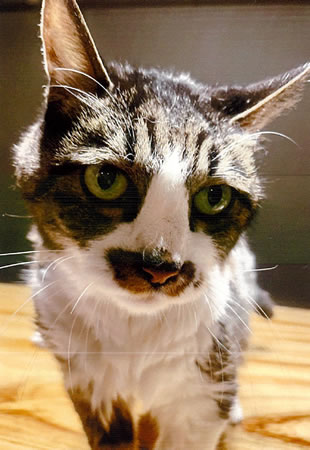 ぽんた　[オス]　２１才