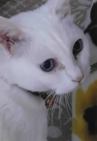 さくら　[メス]　２１才