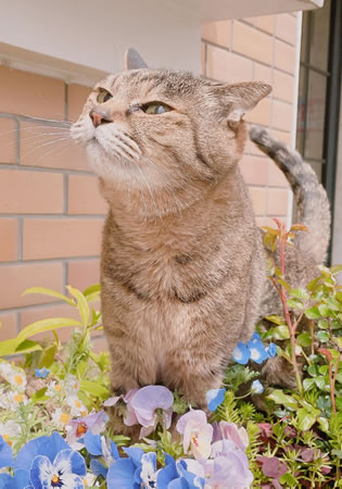 ケイ　[メス]　２１才