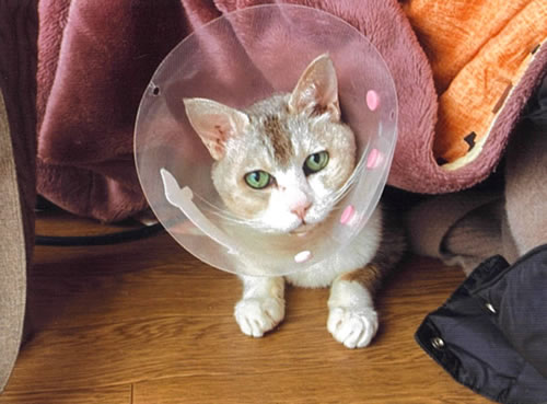 レモン　[メス]　２１才