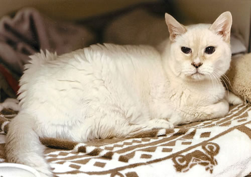 ゾエ　[メス]　２１才