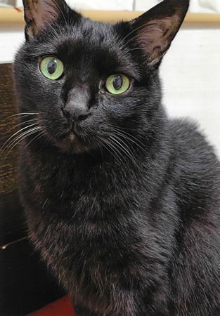 ミント　[メス]　２１才