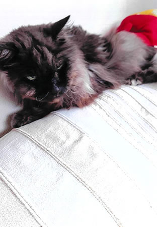 ダヤン　[オス]　２１才