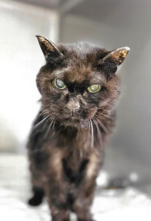 クリス　[メス]　２０才
