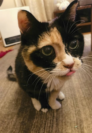 みかん　[メス]　２０才