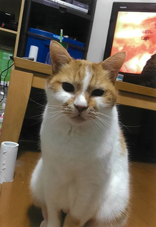 ケンタ　[オス]　２０才