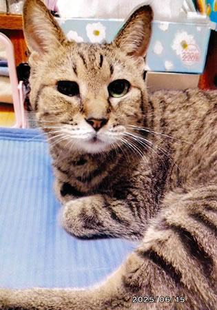 幸　[メス]　２０才