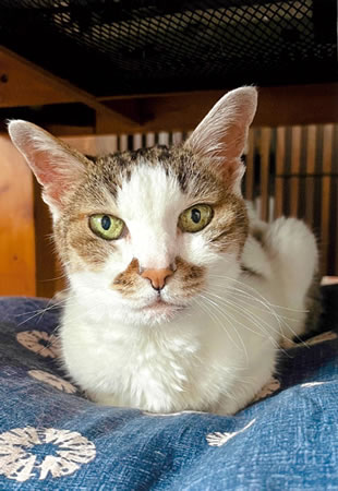 マーブル　[メス]　２０才