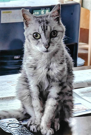 チビタ　[メス]　２０才