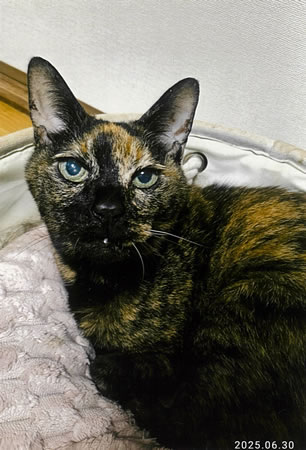 マーヤ　[メス]　２０才