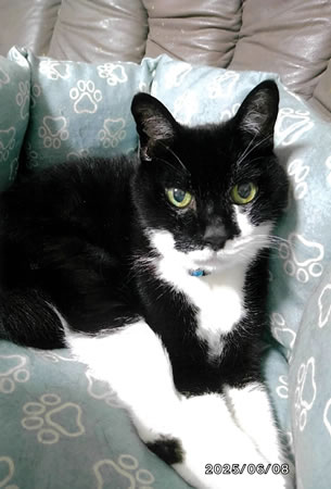 小鉄　[オス]　２０才