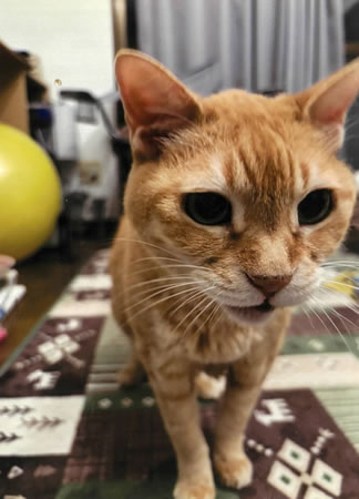 シロ　[オス]　２０才