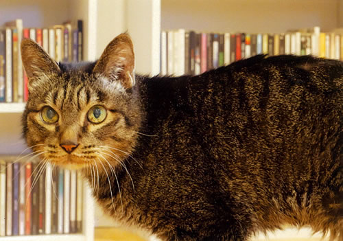 サヴァ　[オス]　２０才