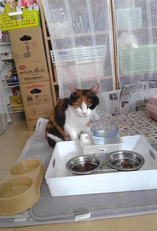 ナナ　[メス]　２０才