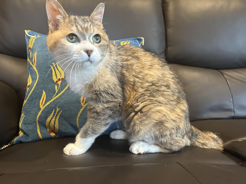 くり　[メス]　２０才