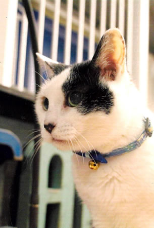 アメリ　[メス]　２０才