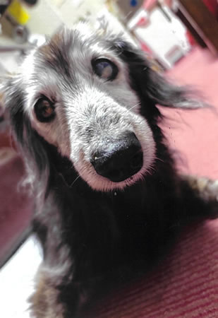 チロ　 [オス]　２０才