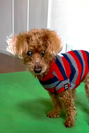 ジョディ　[メス]　２０才