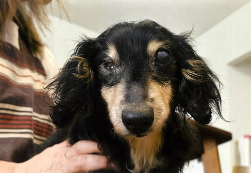 ジャック　[オス]　１９才