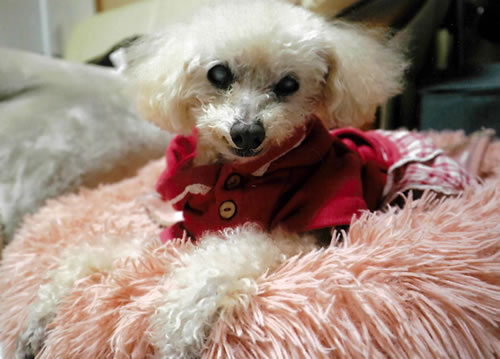 マロン　[メス]　１９才