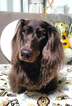 弥菜実　[メス]　１９才