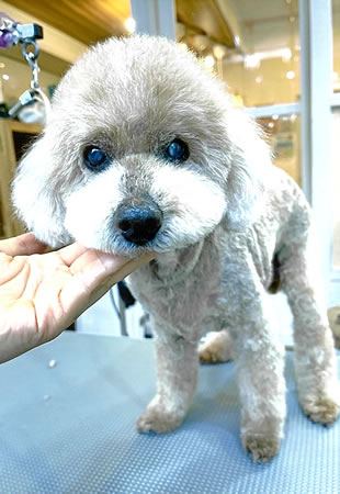 ボン　[オス]　１９才