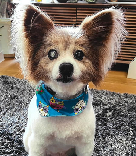 パピー　[オス]　１９才