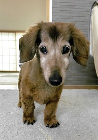 クッキー　[オス]　１９才