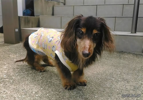 ヤマト　[オス]　１９才