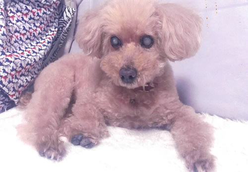 きなこ　[メス]　１９才