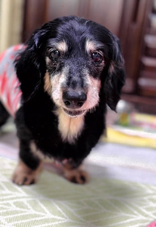 はな　[メス]　１９才