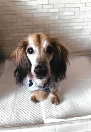 くっきー　[オス]　１９才