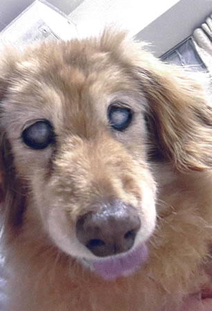 ハナ　[メス]　１９才