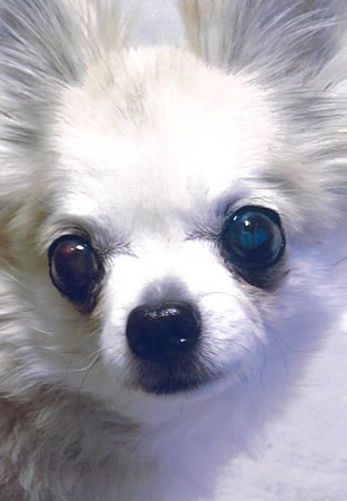 葉　[オス]　１９才