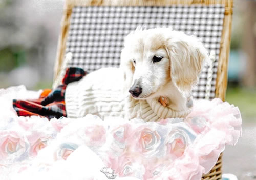 くるみ　[メス]　１９才