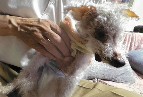 ラッキー　[メス]　１９才