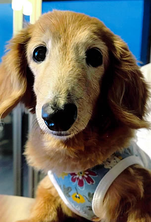 ヒメ　[メス]　１９才