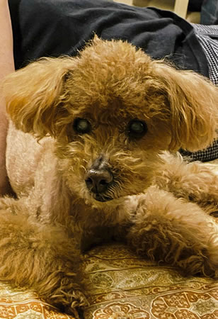 アイ　[メス]　１８才