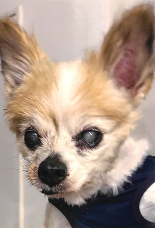 ショコラ　[メス]　１８才