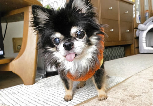 春　[メス]　１８才