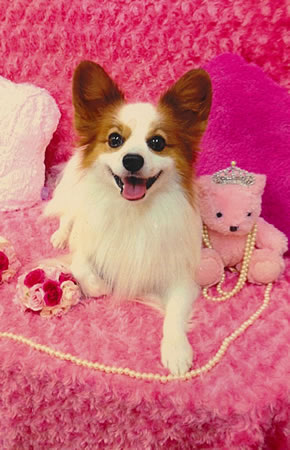 チャチャ　[オス]　１８才