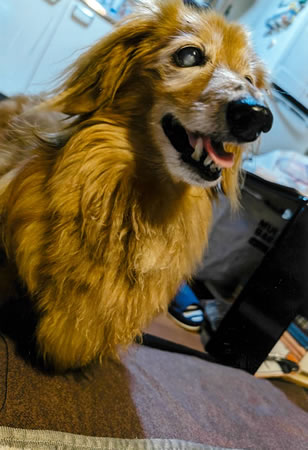 キン　[オス]　１８才