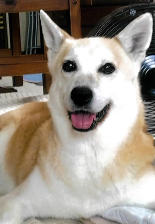 もも　[メス]　１８才