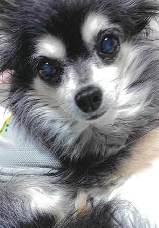 レオ　[オス]　１８才