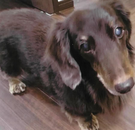 ロク　[オス]　１８才